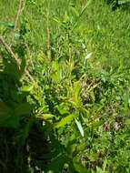 Image of Almond-leaved Willow