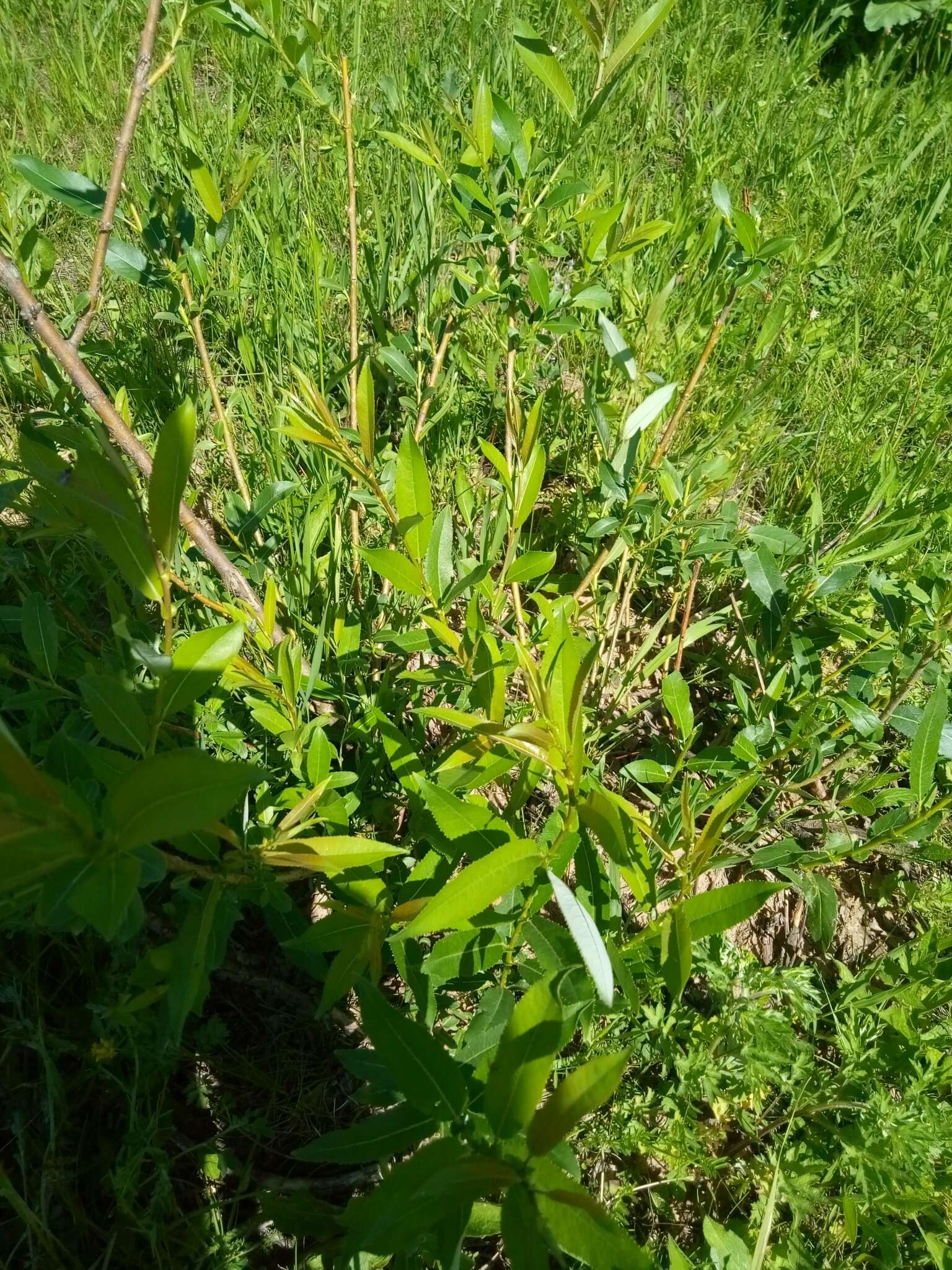 Imagem de Salix triandra L.