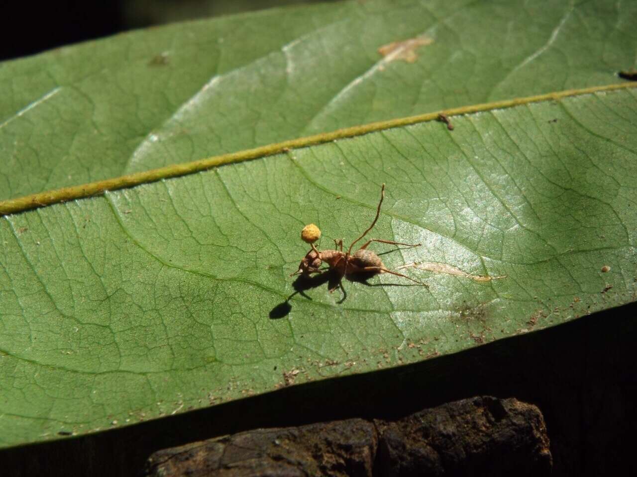 Image of Ophiocordyceps lloydii (H. S. Fawc.) G. H. Sung, J. M. Sung, Hywel-Jones & Spatafora 2007