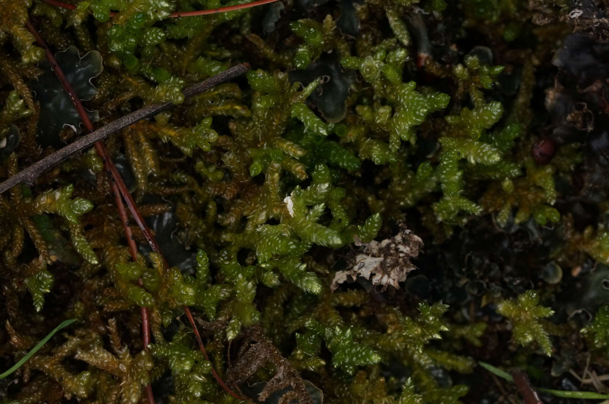 Слика од Scleropodium australe Hedenäs 1996