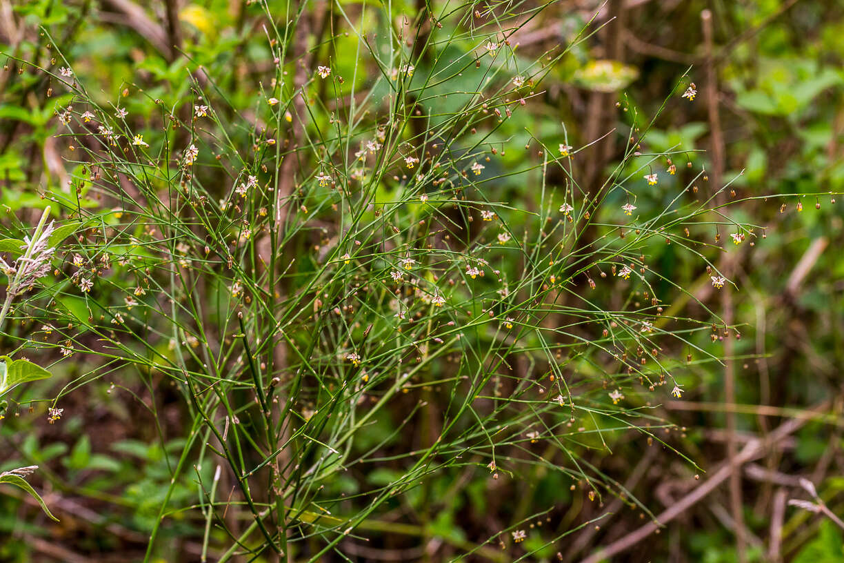 Image of Broom asparagus