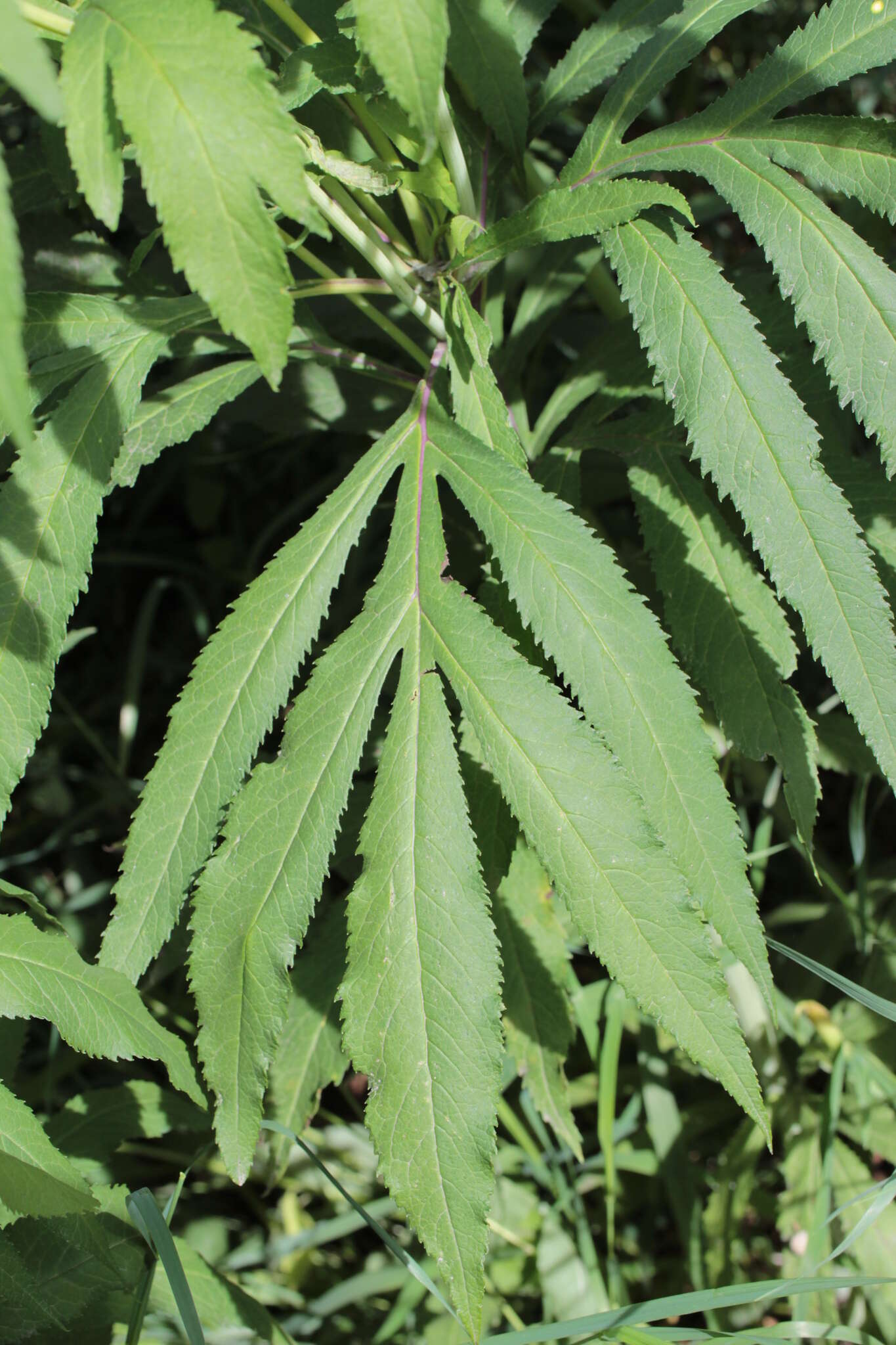 Image of Aleutian ragwort