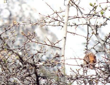 Image of European Rock Bunting