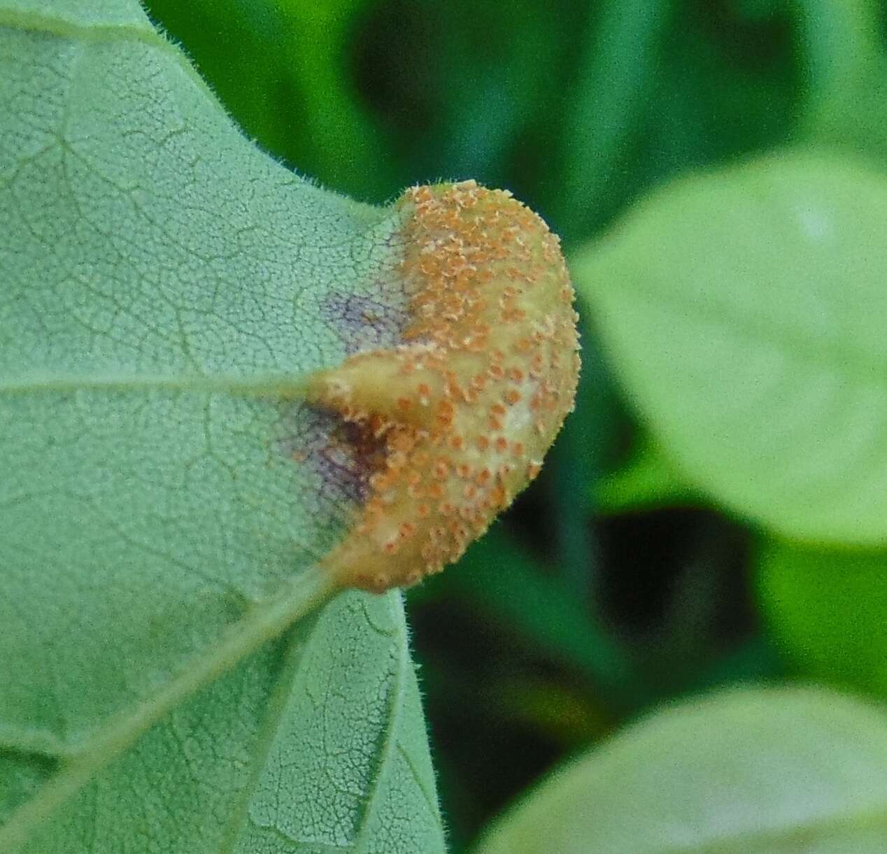 Image de Puccinia sparganioidis Ellis & Barthol. 1896