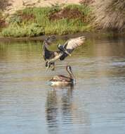 Image of California brown pelican