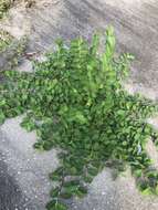 Image of white moneywort