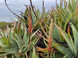 Слика од Aloe succotrina Weston