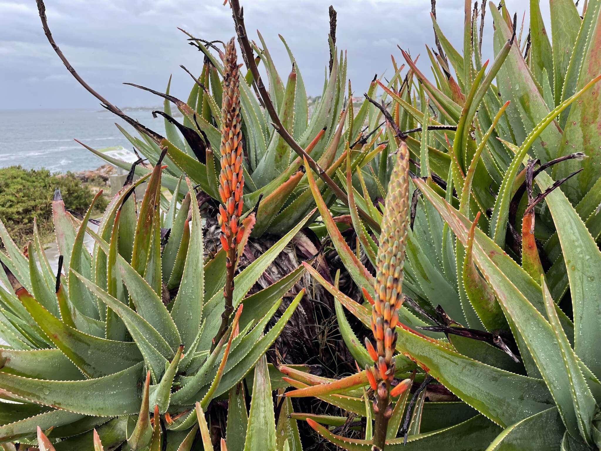 Aloe succotrina Weston resmi