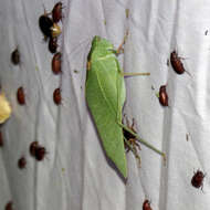 Image of California Angle-wing Katydid