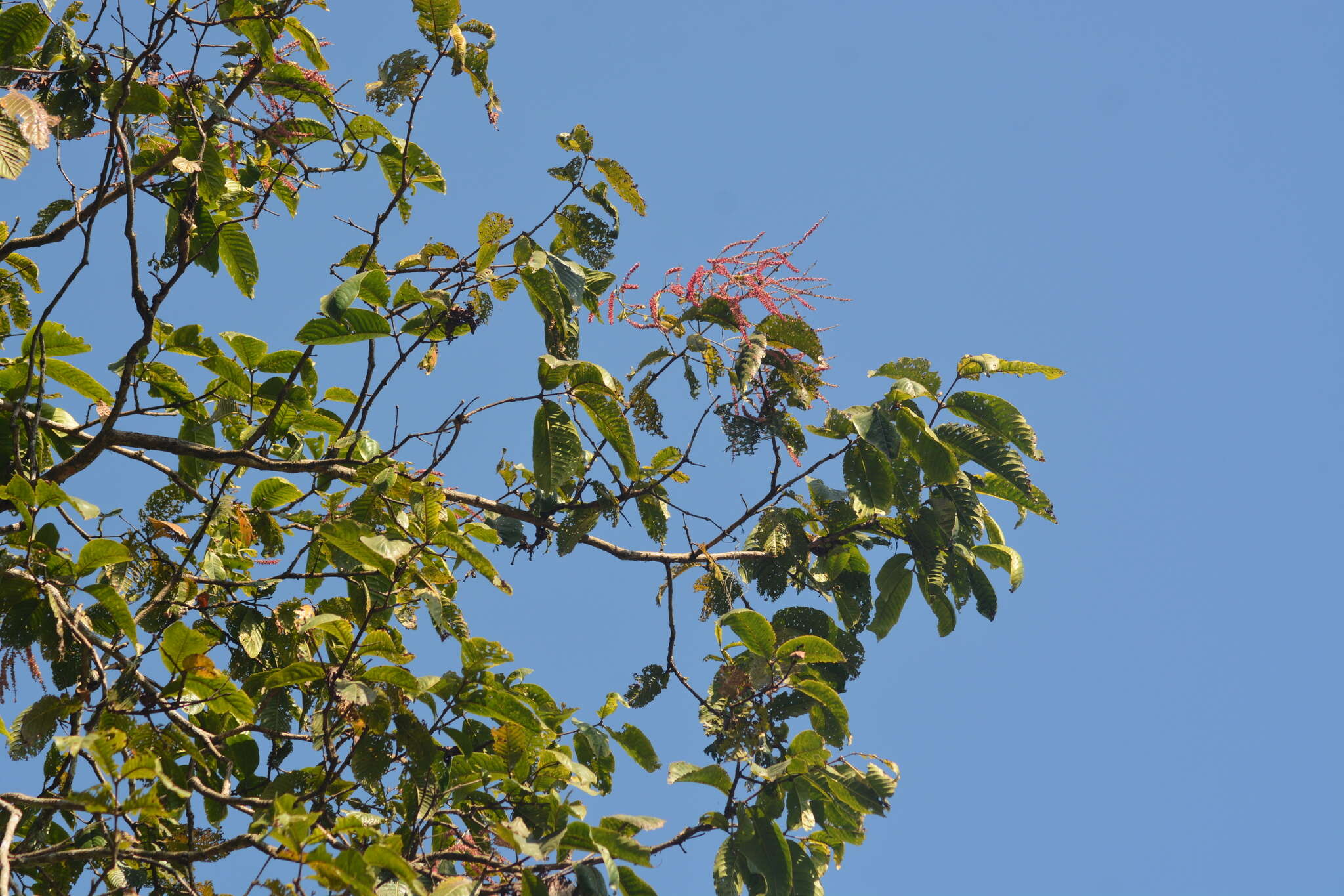 Image of East Indian almond