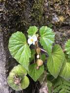 Image of Begonia wallichiana Lehm.