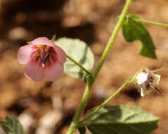 Image of Hermannia boraginiflora Hook.