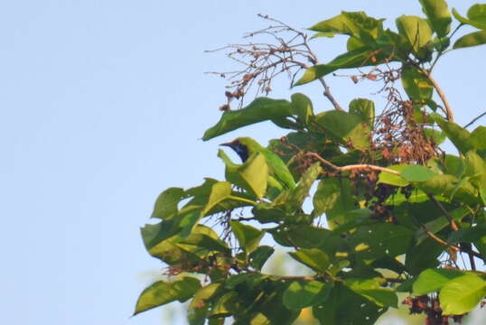 Image of Golden-fronted Leafbird