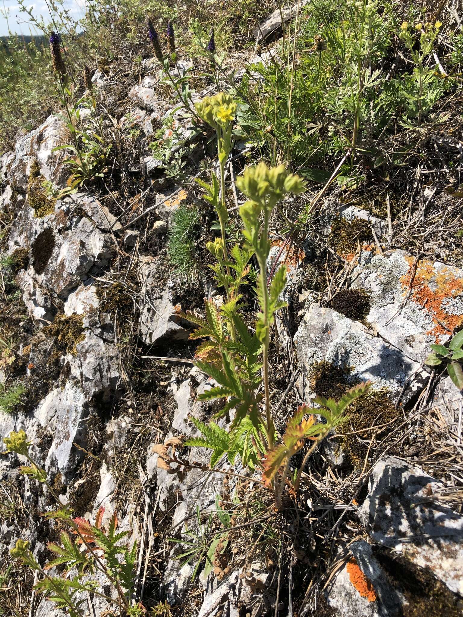 Image of Potentilla longifolia Willd.