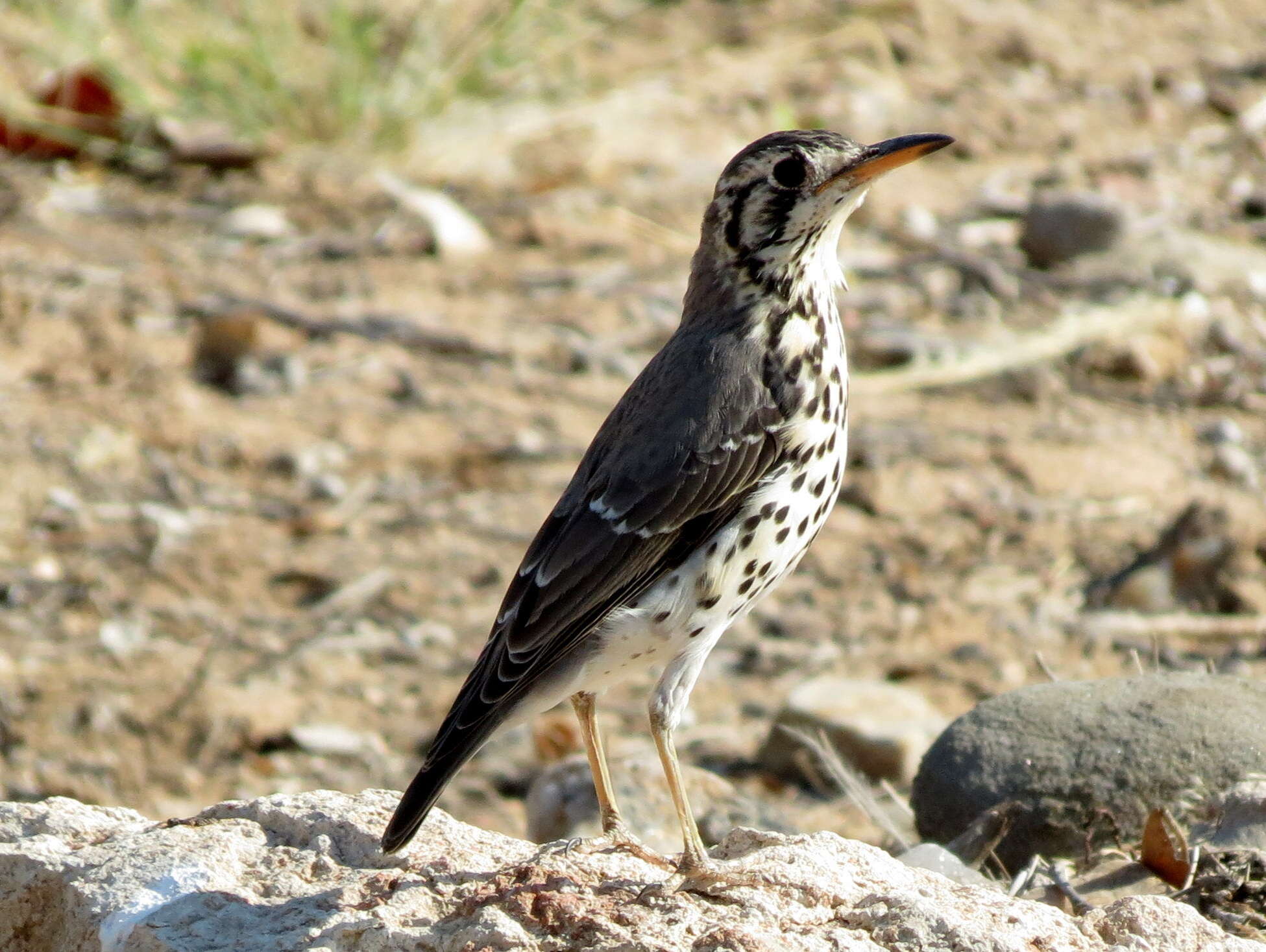 Plancia ëd Turdus litsitsirupa pauciguttatus Clancey 1956