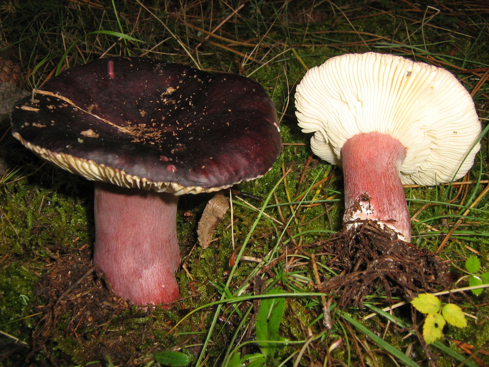 Image of Russula torulosa Bres. 1929