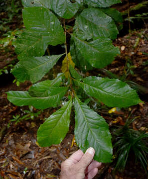 Image of Helicia nortoniana (Bailey) Bailey