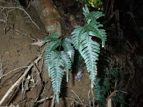 Imagem de Pteris grevilleana Wall. ex Agardh