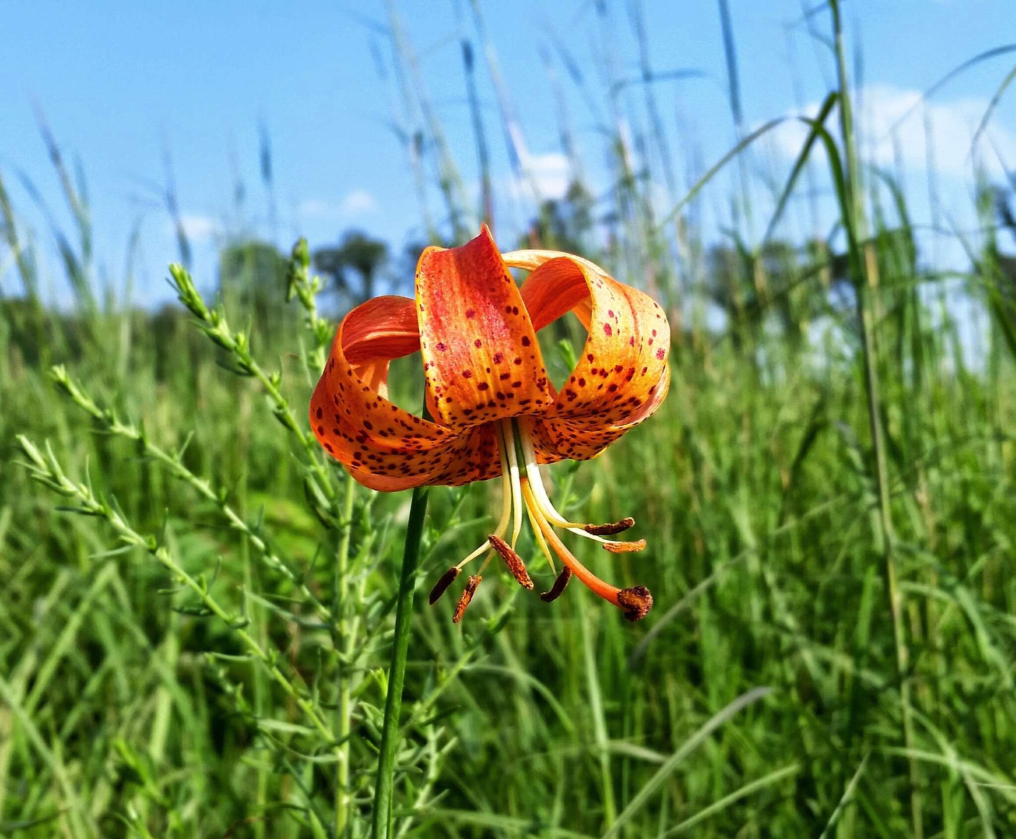 Image of Michigan lily