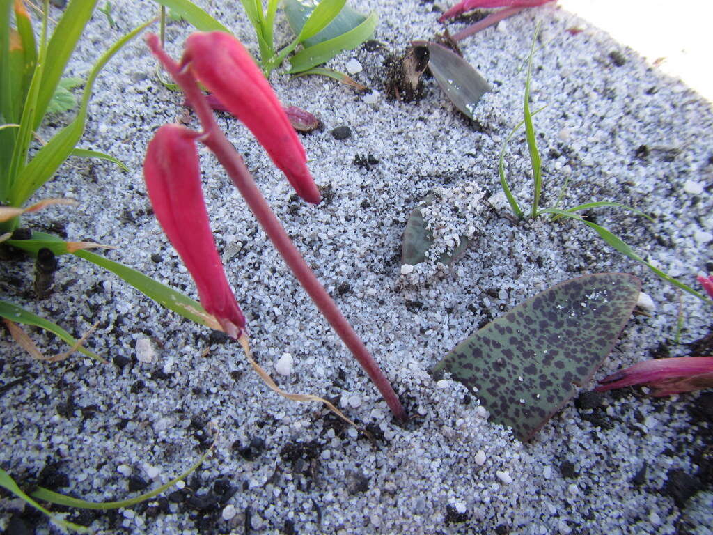 Image of Lachenalia punctata Jacq.