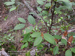 Image of Rhodamnia rubescens (Benth.) Miq.