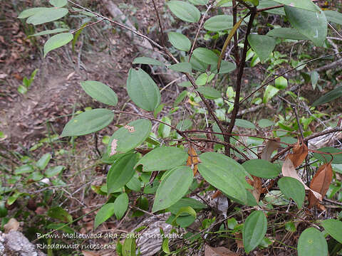 Rhodamnia rubescens (Benth.) Miq. resmi