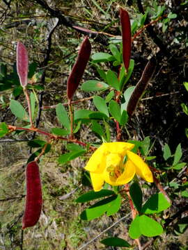 Слика од Chamaecrista ramosa (Vogel) H. S. Irwin & Barneby