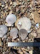 Azumapecten farreri (Jones & Preston 1904) resmi