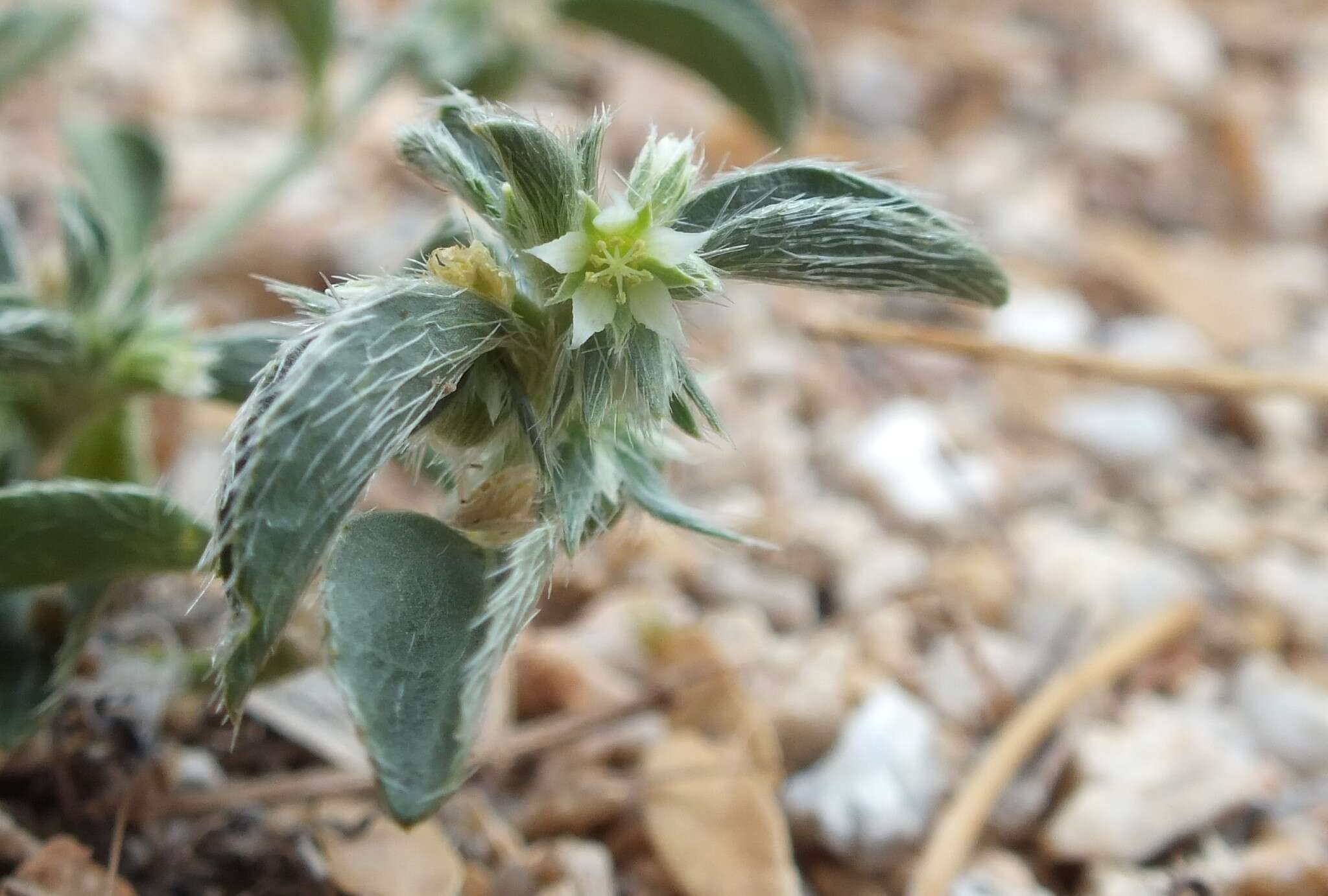 Image of California silverbush