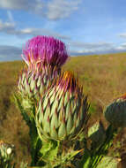 Image of Moor's Cotton Thistle