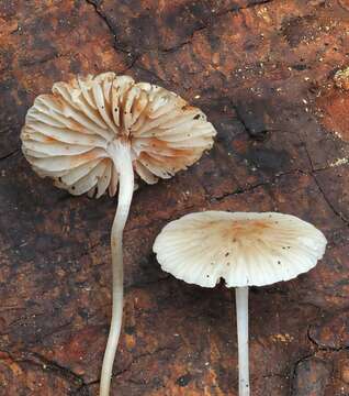 Image of Reddish spotted mycena