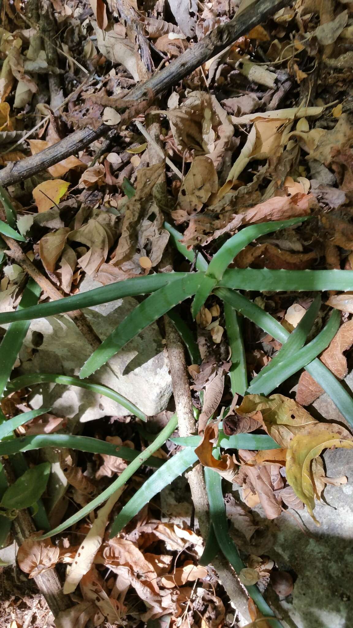 Image of Aloe anivoranoensis (Rauh & Hebding) L. E. Newton & G. D. Rowley