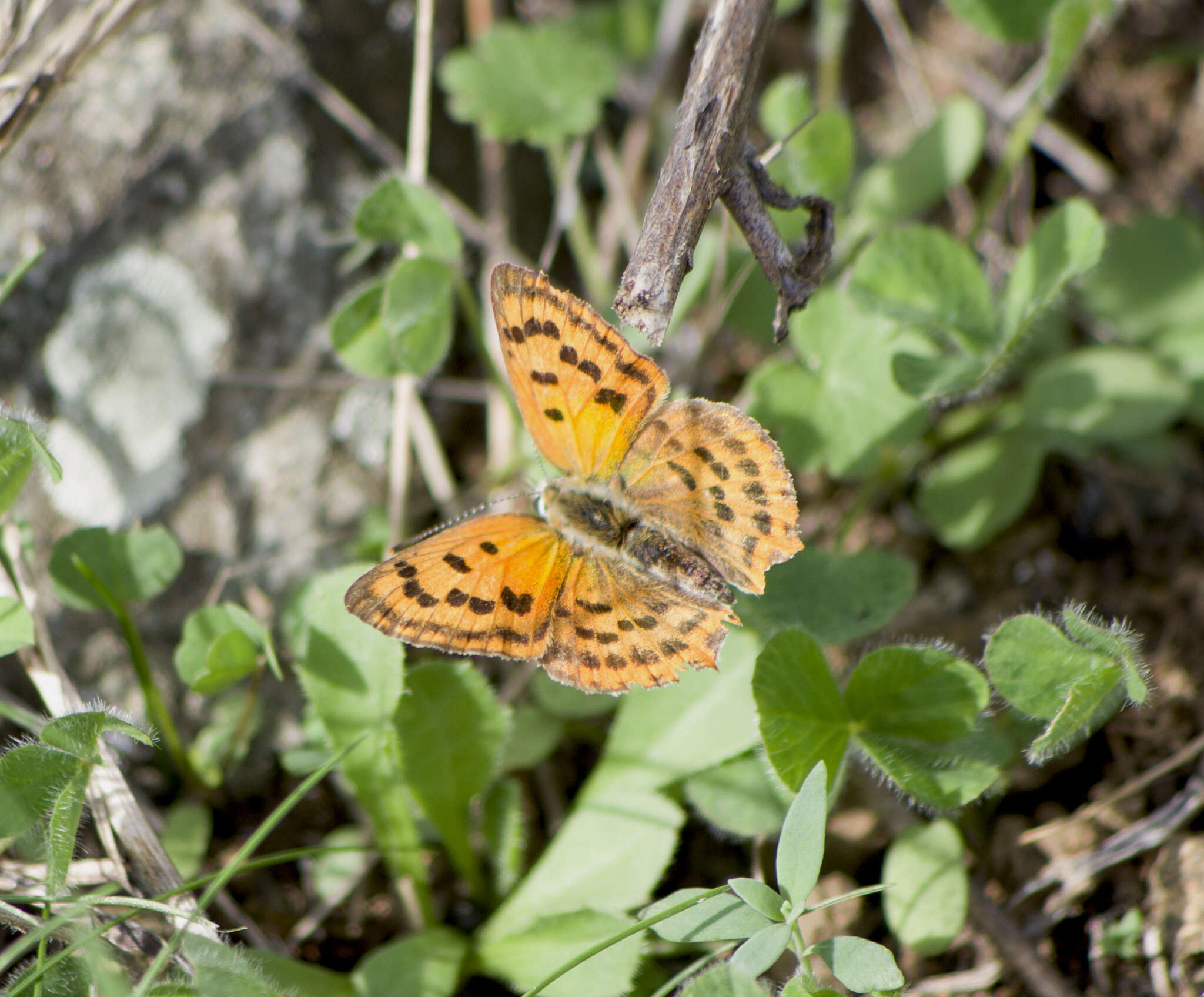 Image of <i>Lycaena ottomana</i>