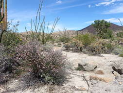 Слика од Rhinotropis desertorum (Brandegee) J. R. Abbott