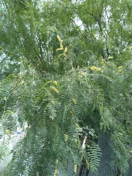 Image of honey mesquite