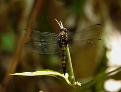 Image of Lyriothemis bivittata (Rambur 1842)