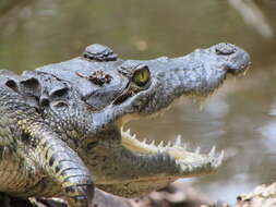 Image of Belize Crocodile