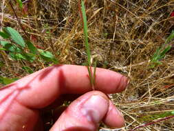 Image of winecup clarkia