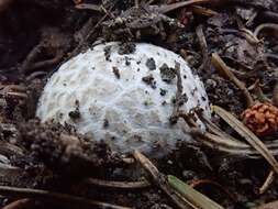 Imagem de Lycoperdon subcretaceum (Zeller) Jeppson & E. Larss. 2010