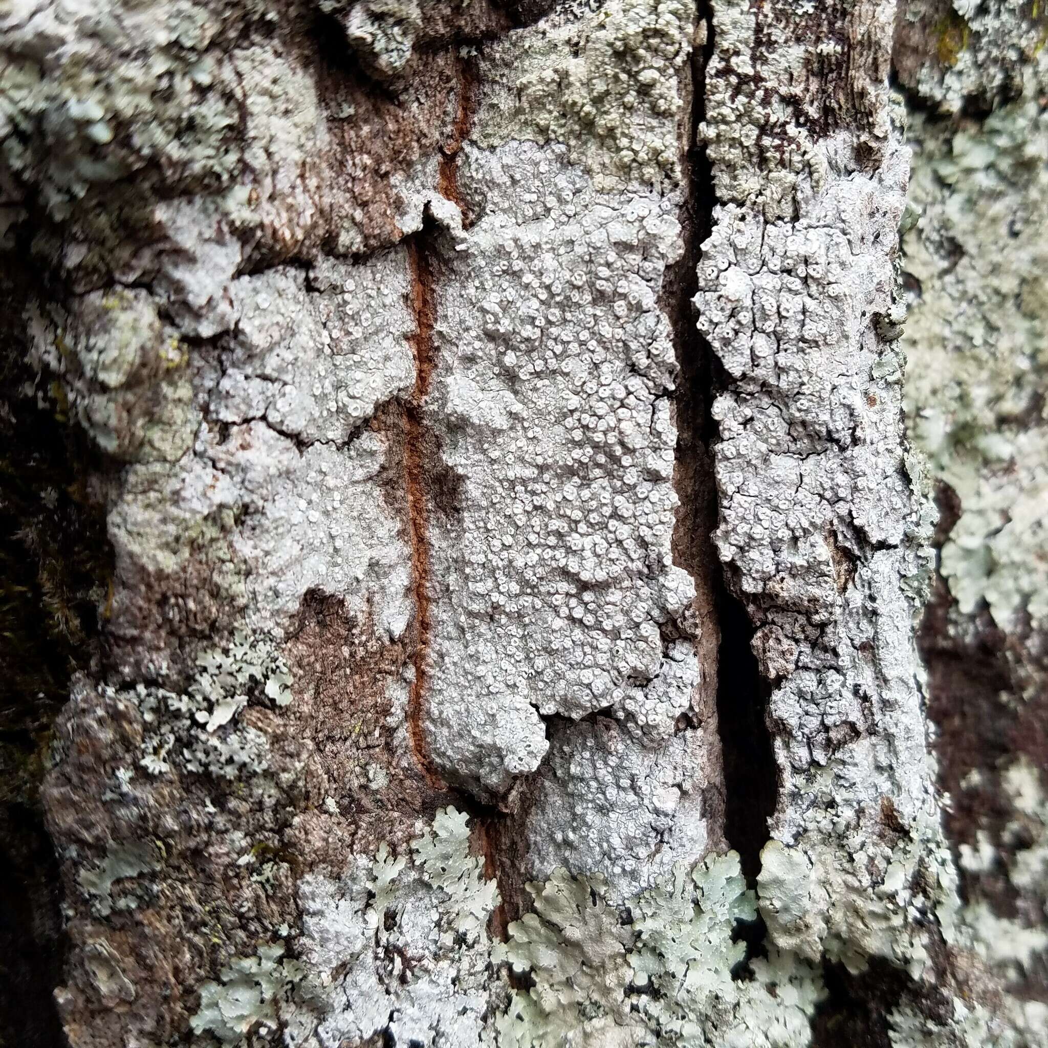 Image of pore lichen