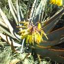 Image of Aloe gneissicola (H. Perrier) J.-B. Castillon & J.-P. Castillon