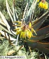 Image of Aloe gneissicola (H. Perrier) J.-B. Castillon & J.-P. Castillon