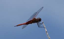 Tramea insularis Hagen 1861 resmi