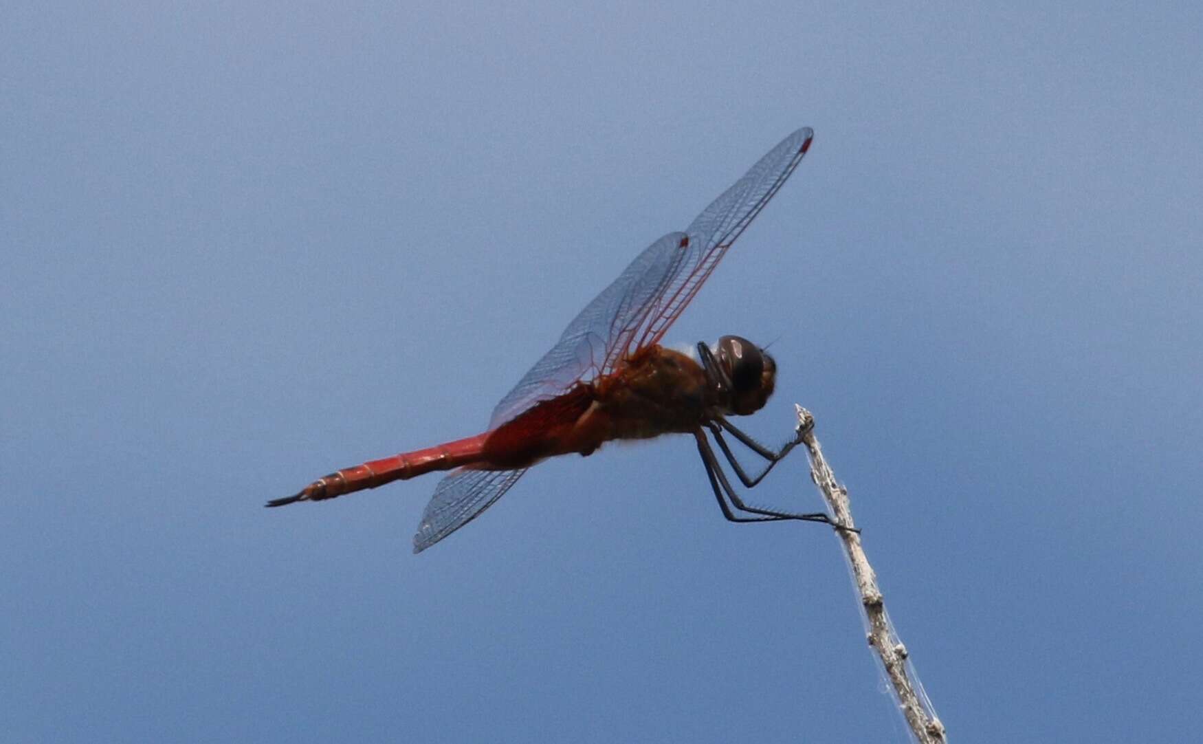 Tramea insularis Hagen 1861 resmi