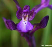 Image of Anacamptis boryi (Rchb. fil.) R. M. Bateman, Pridgeon & M. W. Chase