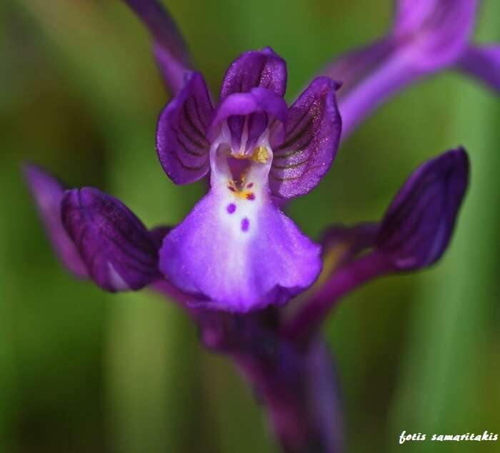 Image of Anacamptis boryi (Rchb. fil.) R. M. Bateman, Pridgeon & M. W. Chase