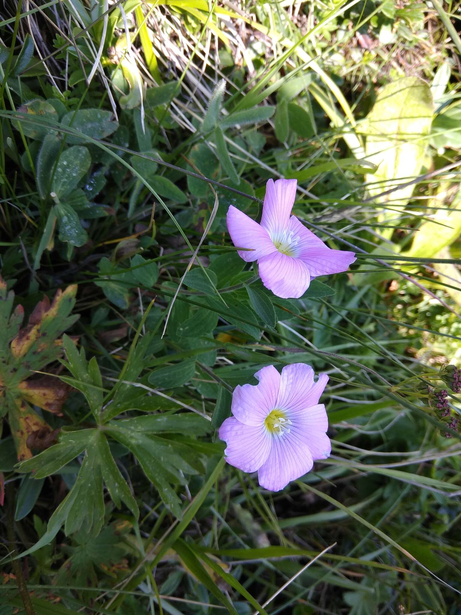 Image of Linum hypericifolium Salisb.