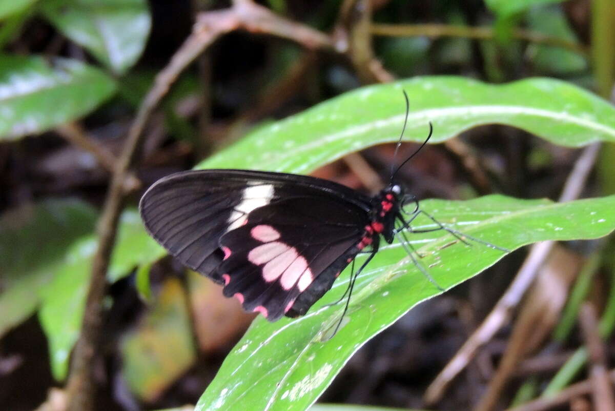 صورة <i>Parides eurimedes mylotes</i> (Bates 1861)