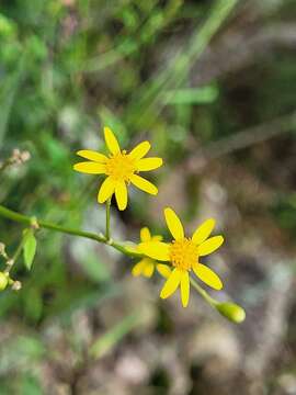 Sivun Senecio scandens var. crataegifolius (Hayata) Kitam. kuva