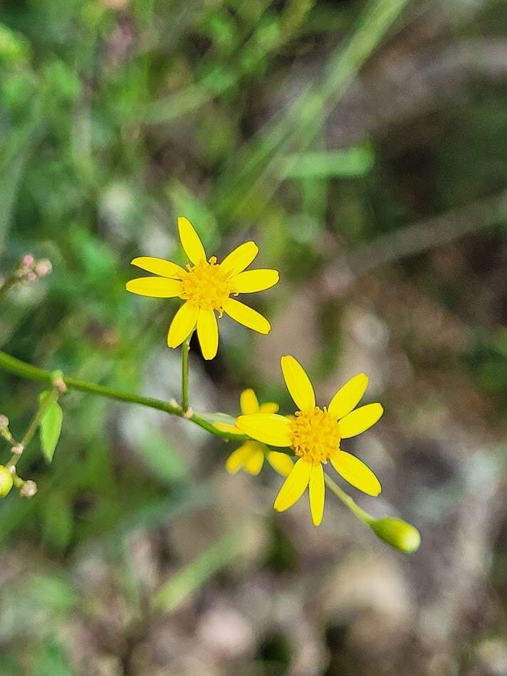 Plancia ëd Senecio scandens var. crataegifolius (Hayata) Kitam.